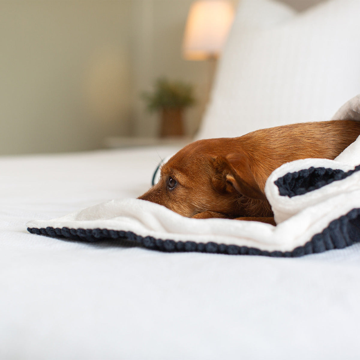 Dog & Puppy Blanket in Navy Essentials Plush, view 7