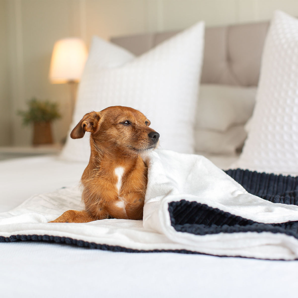 Dog & Puppy Blanket in Navy Essentials Plush