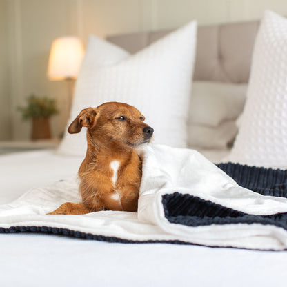 Dog & Puppy Blanket in Navy Essentials Plush