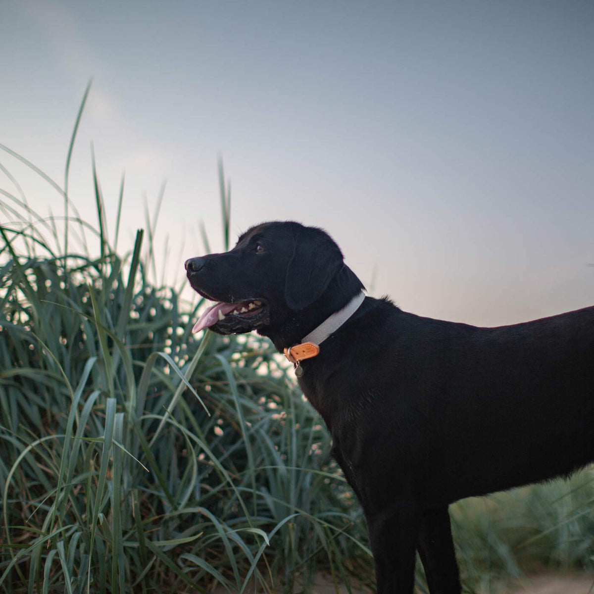 Essentials Twill Dog Collar in Linen, view 4
