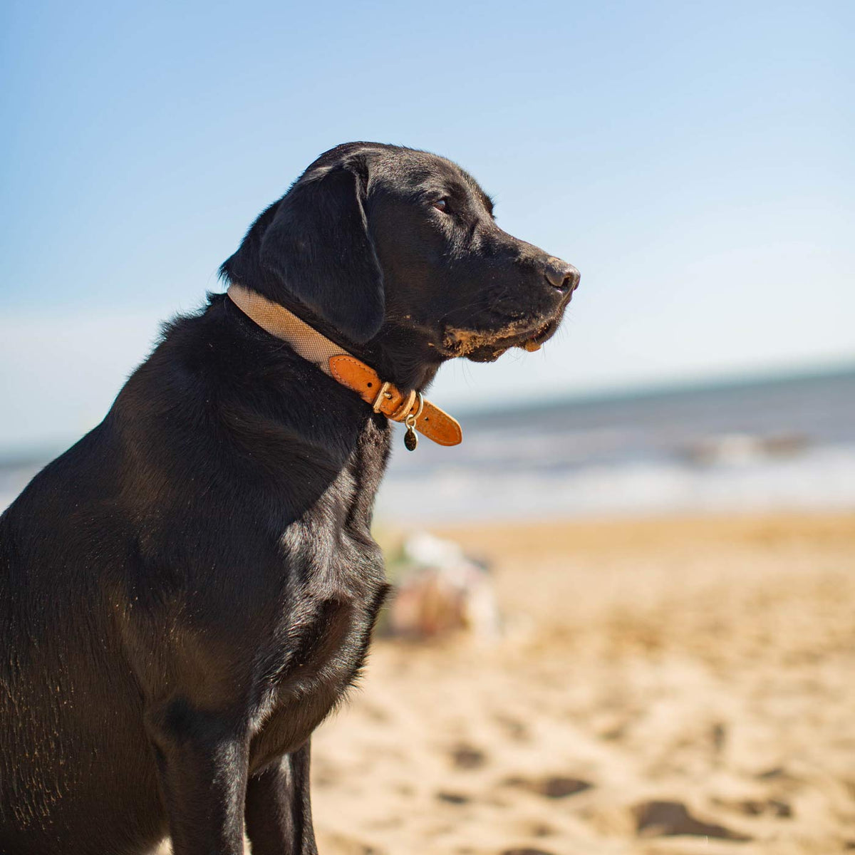 Essentials Twill Dog Collar in Linen