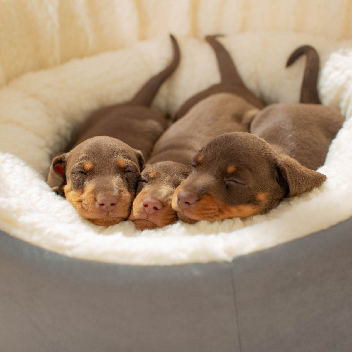 Grow With Me Puppy Bed in Grey, view 3