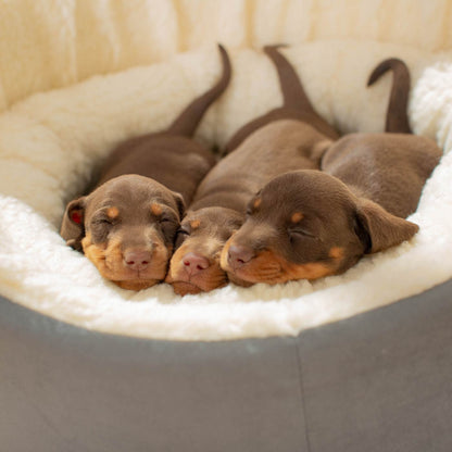 Grow With Me Puppy Bed in Grey, view 3