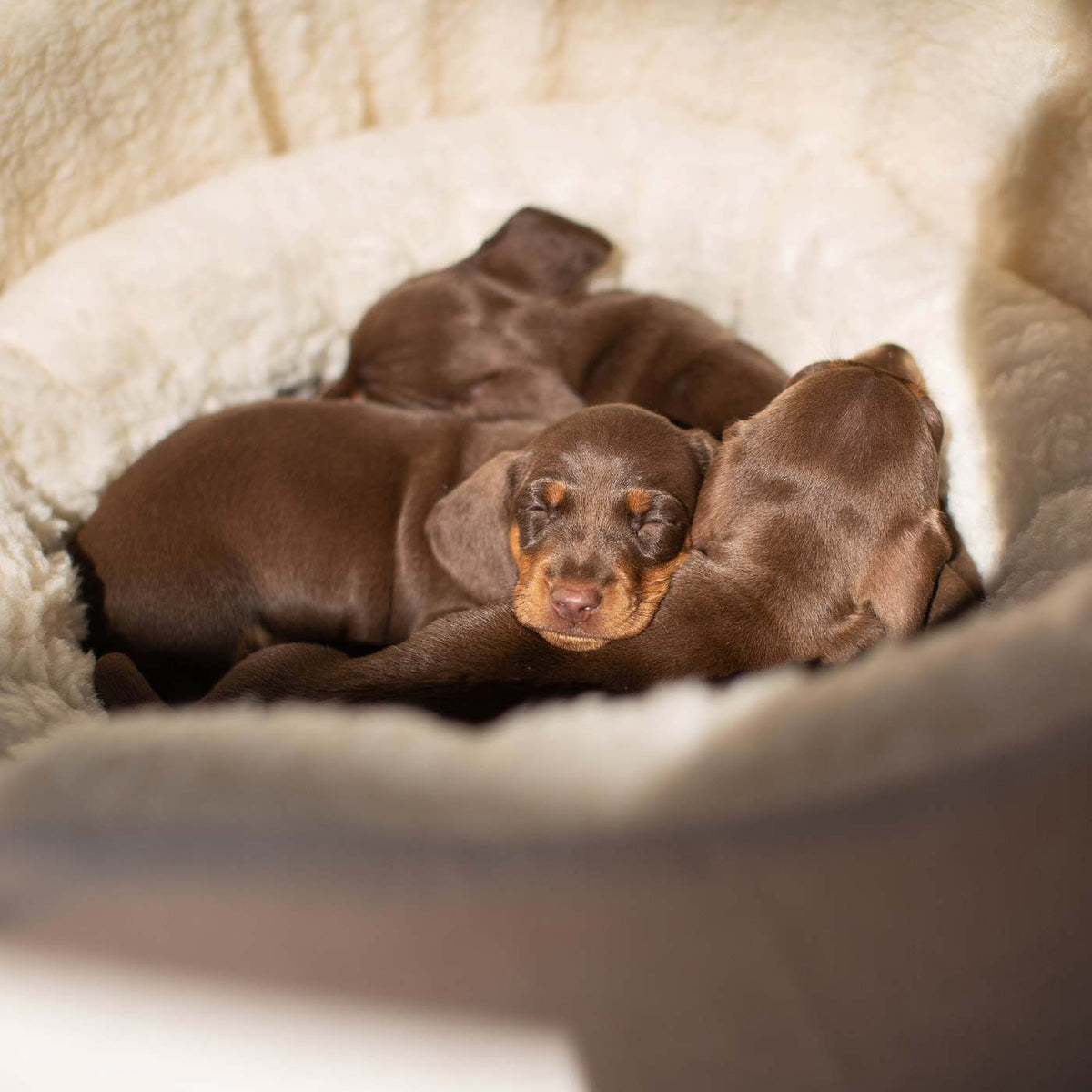 Grow With Me Puppy Bed in Grey, view 5