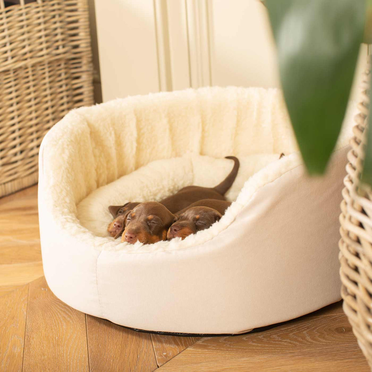 Grow With Me Puppy Bed in Cream, view 4