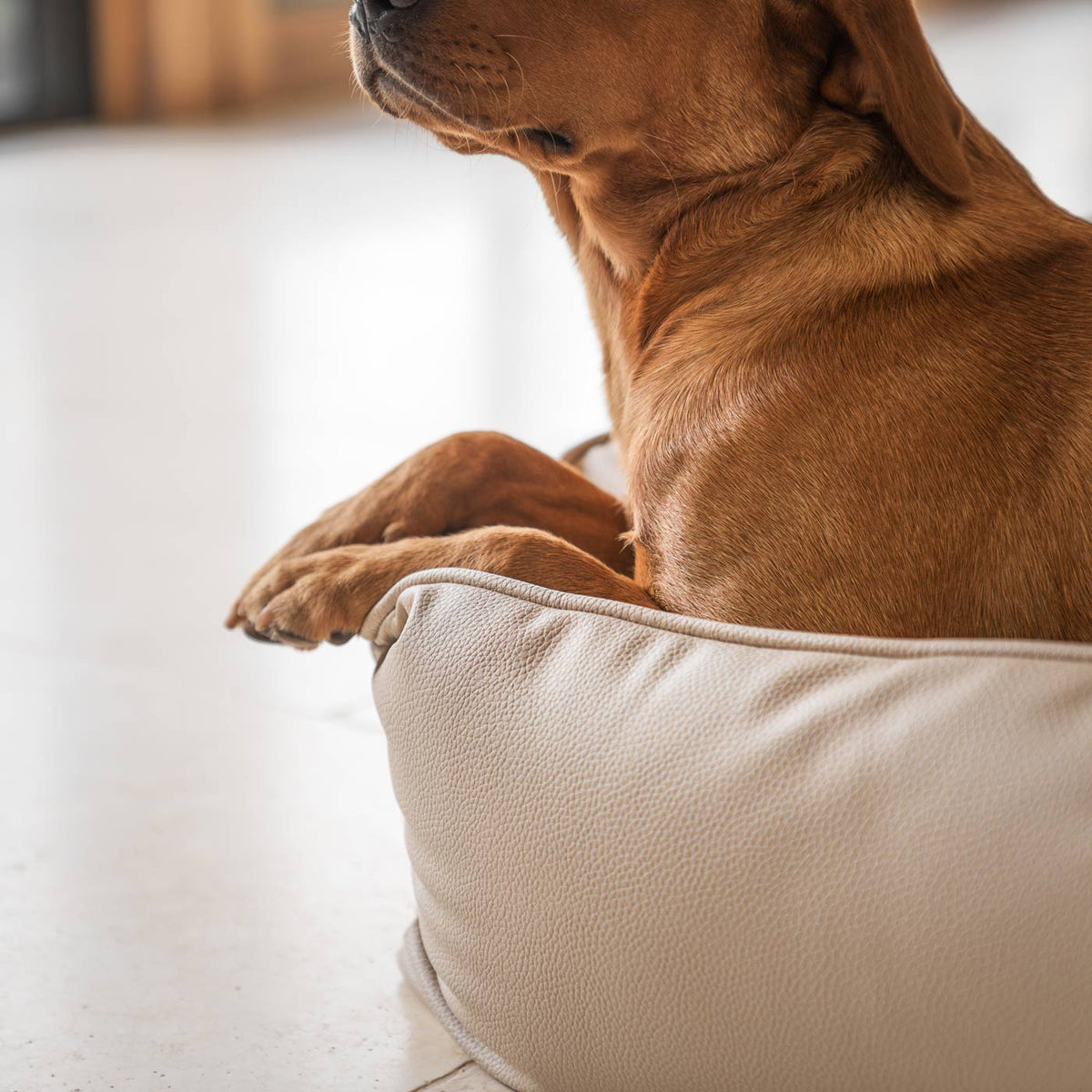 Box Bed With Removable Covers in Rhino Tough Sand Faux Leather, view 4