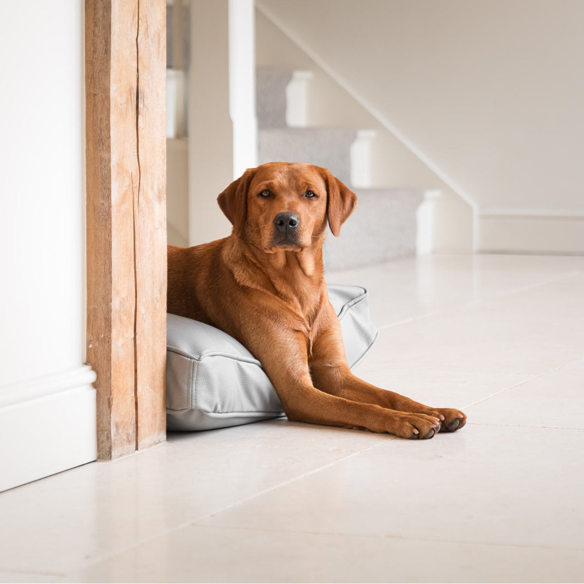 Dog Cushion With Removable Cover in Rhino Tough Granite Faux Leather, view 5