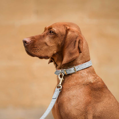 Ostrich Leather Dog Collar in Grey & Orange, view 3