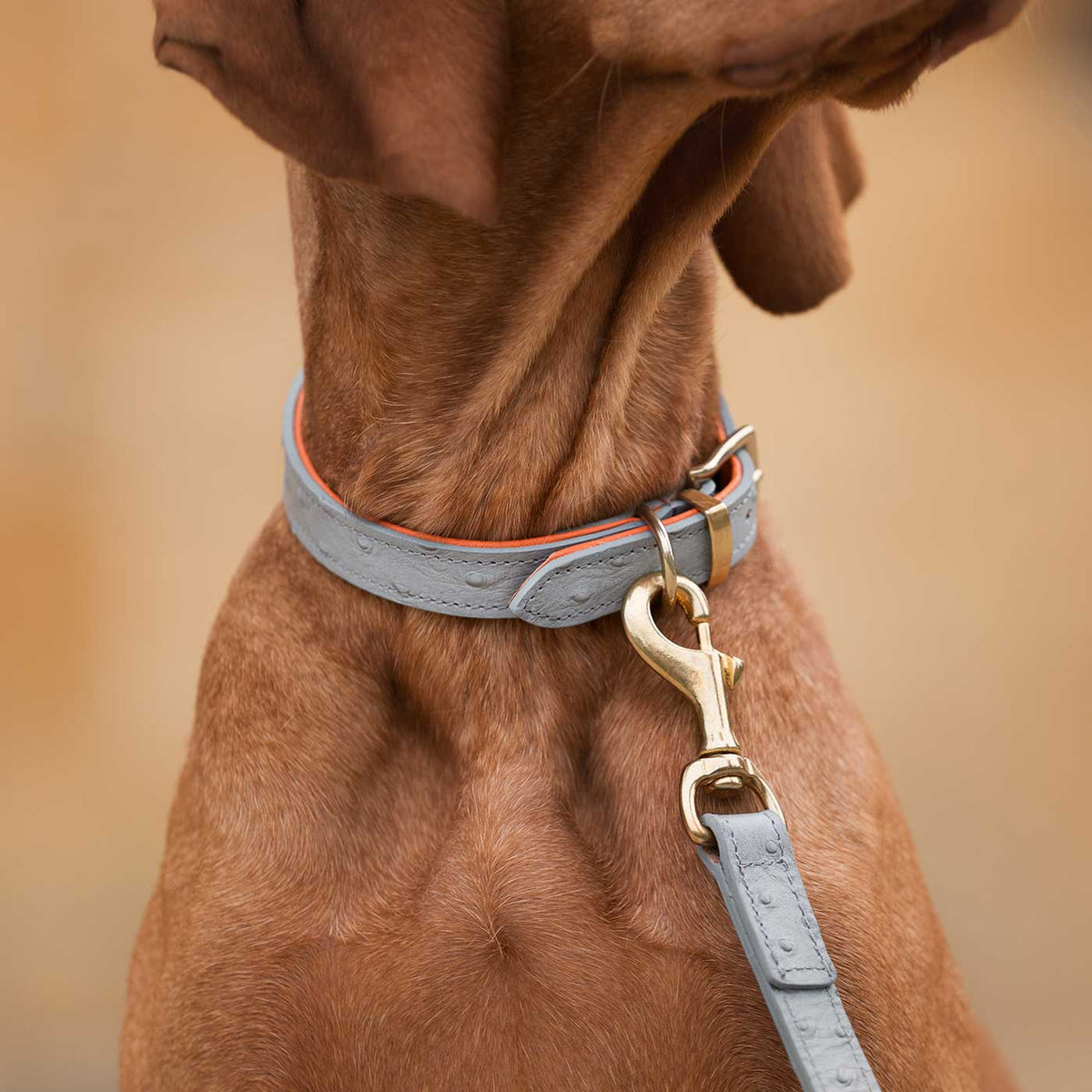 Ostrich Leather Dog Collar in Grey & Orange, view 4