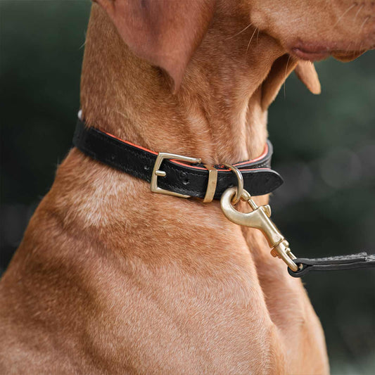 Ostrich Leather Dog Collar in Black & Orange