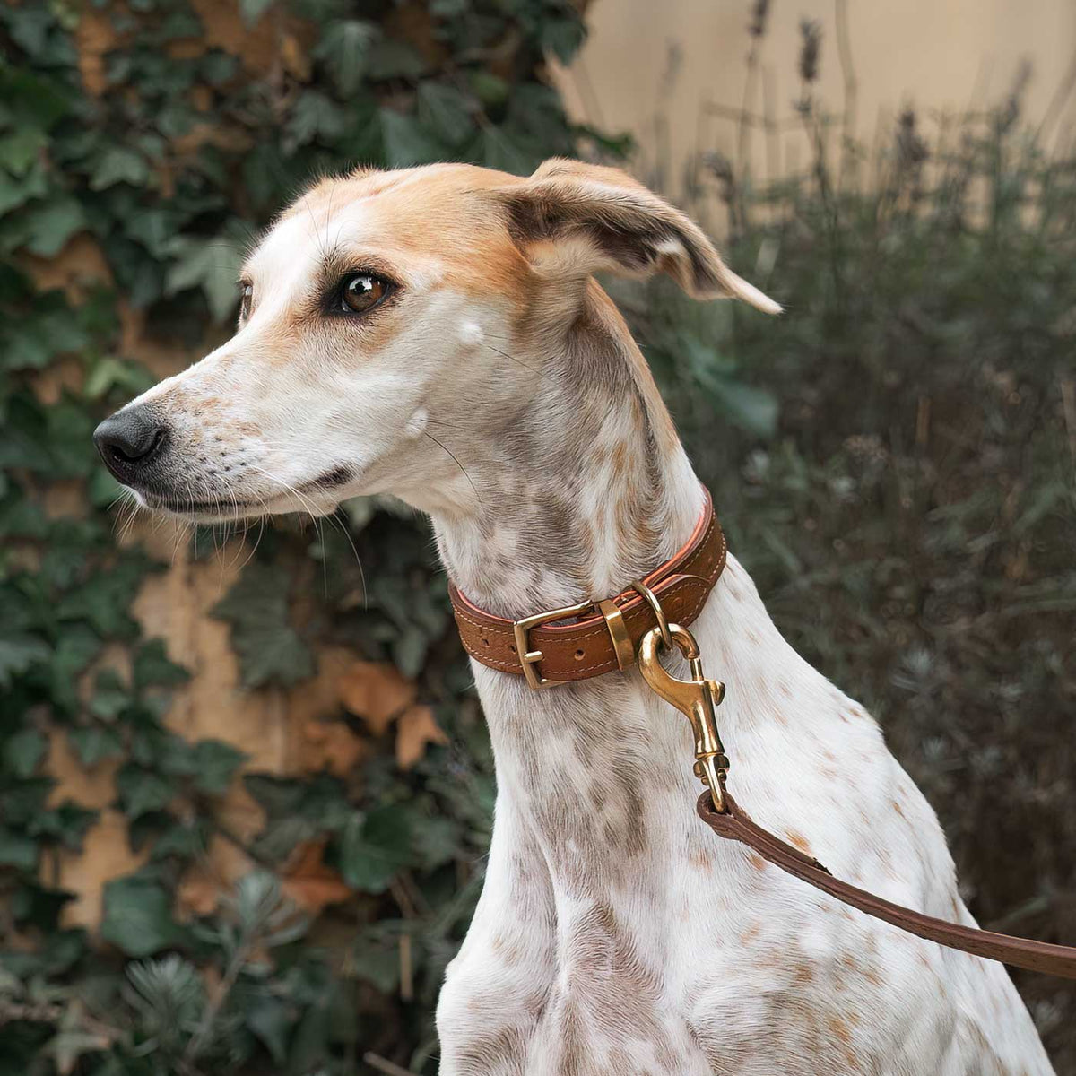 Ostrich Leather Dog Lead in Tan & Orange