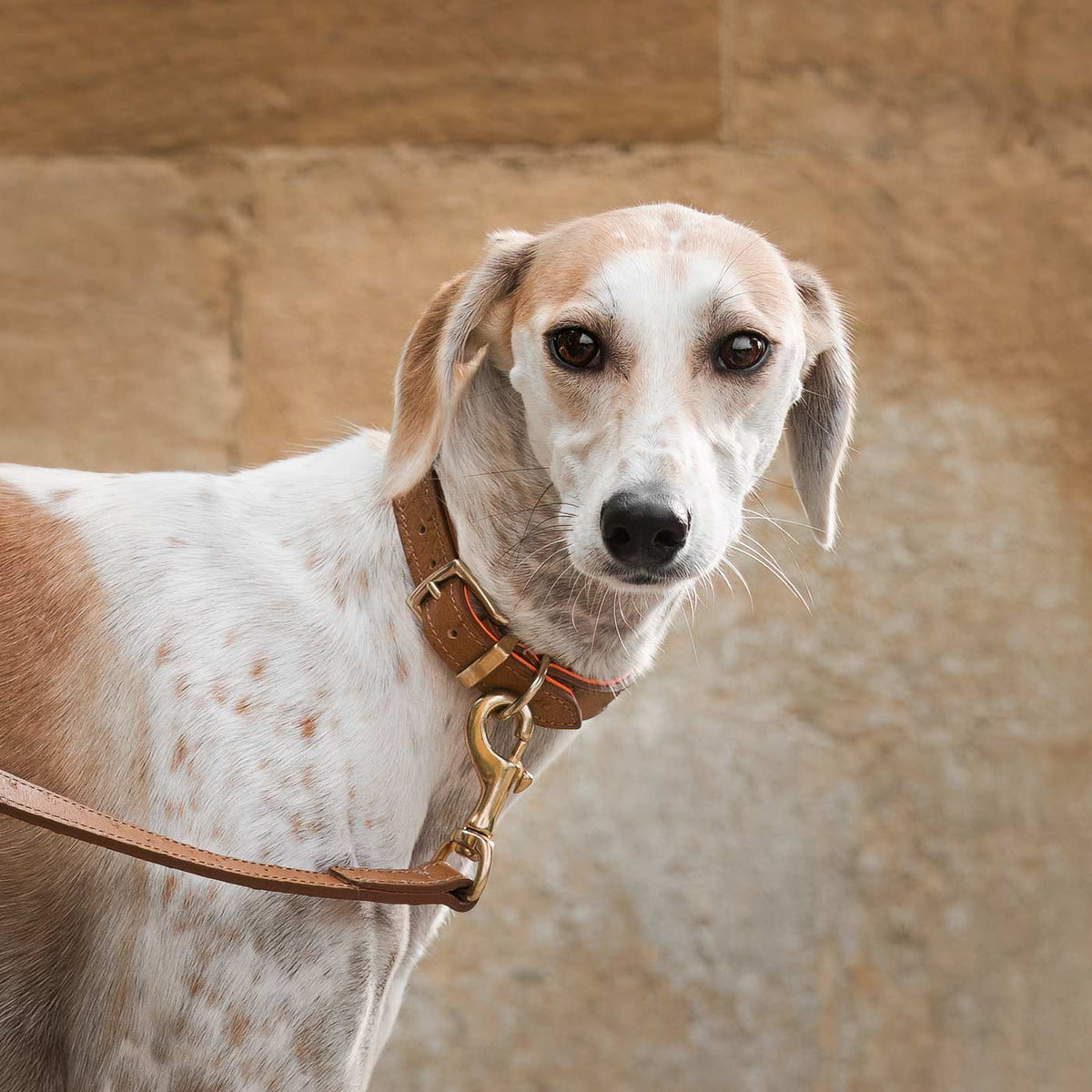 Ostrich Leather Dog Lead in Tan & Orange, view 2