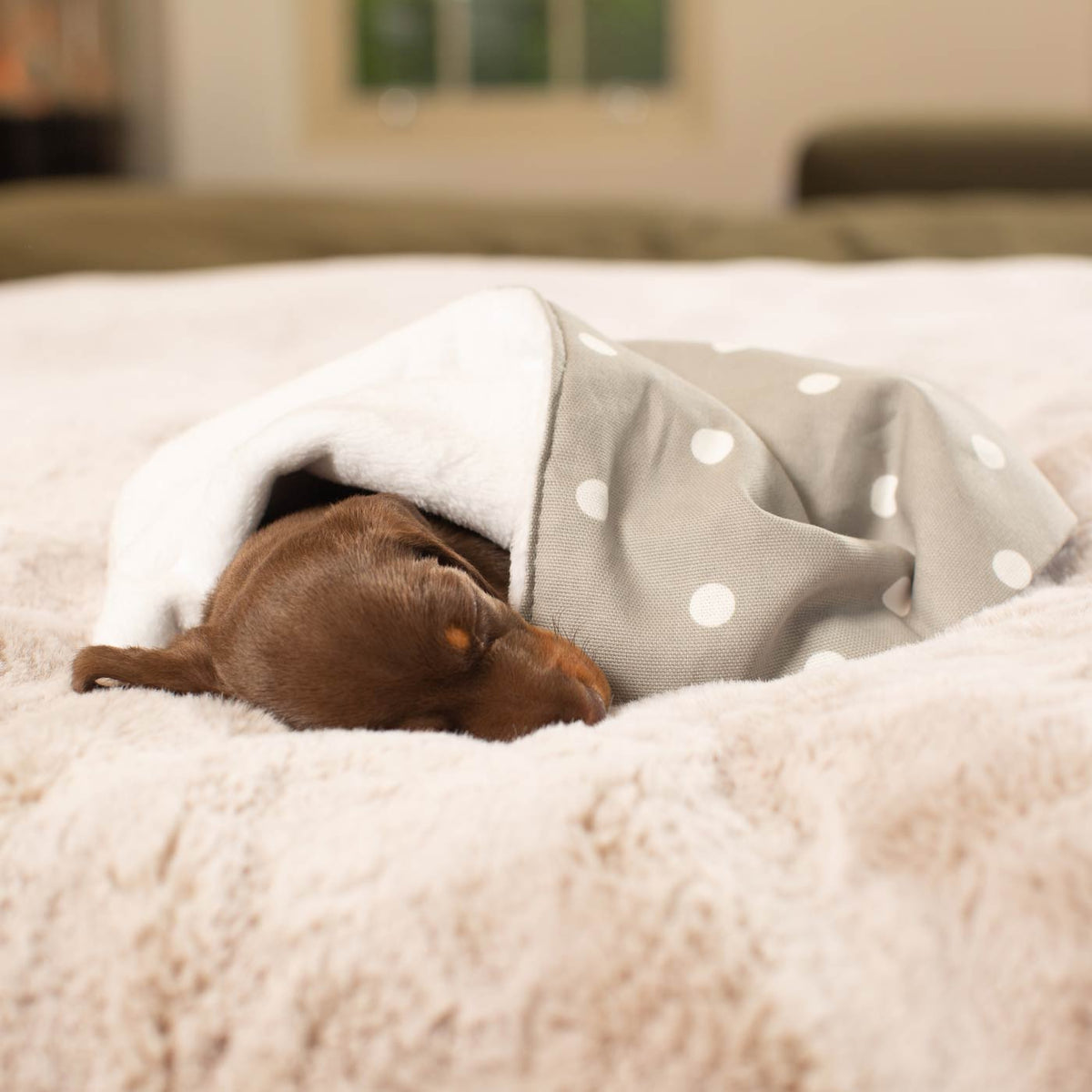 Puppy Scent Blanket in Spots & Stripes, view 11