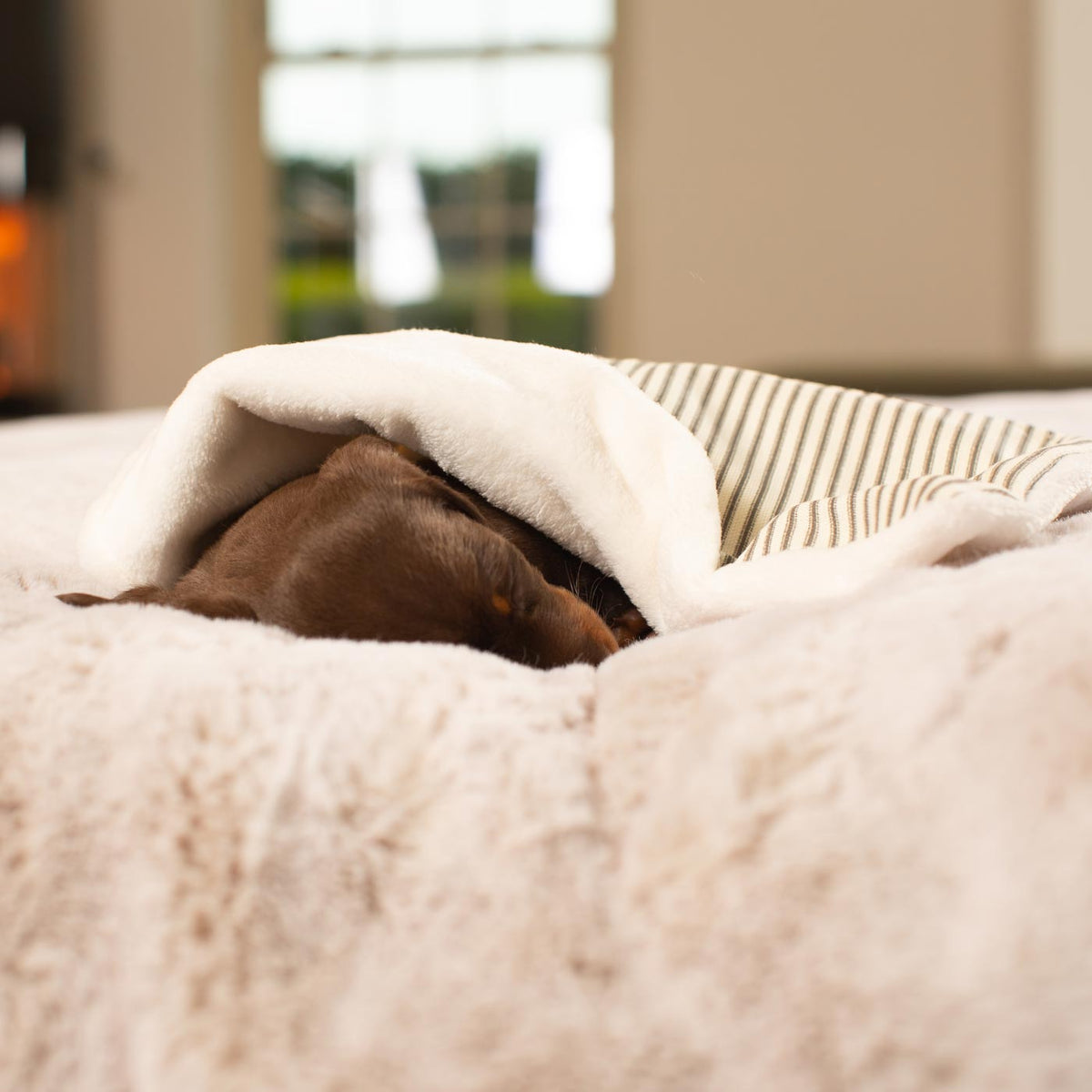 Puppy Scent Blanket in Spots & Stripes, view 3