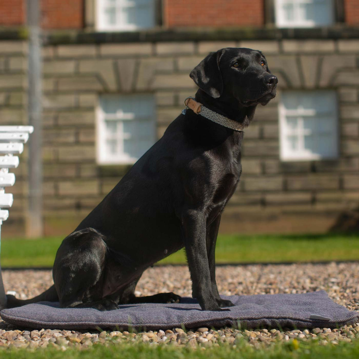 Essentials Herdwick Dog Collar in Graphite, view 6