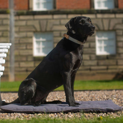 Essentials Herdwick Dog Collar in Graphite, view 6
