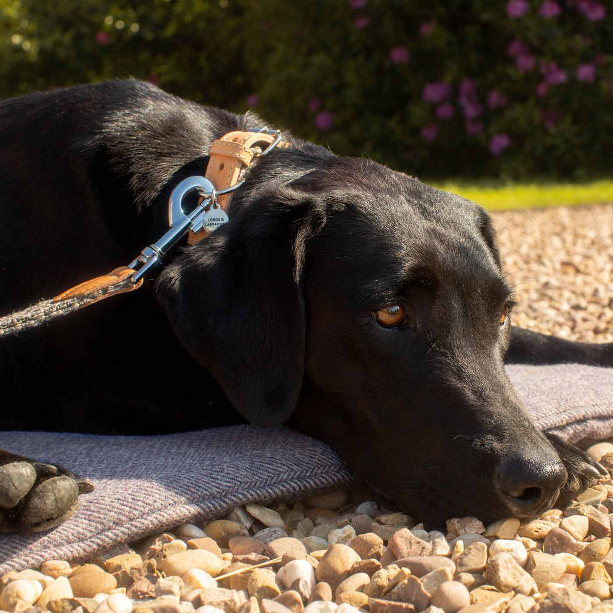 Essentials Herdwick Dog Collar in Graphite, view 7