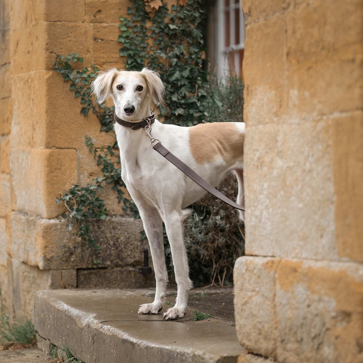 Italian Padded Leather Dog Lead in Brown & Cream