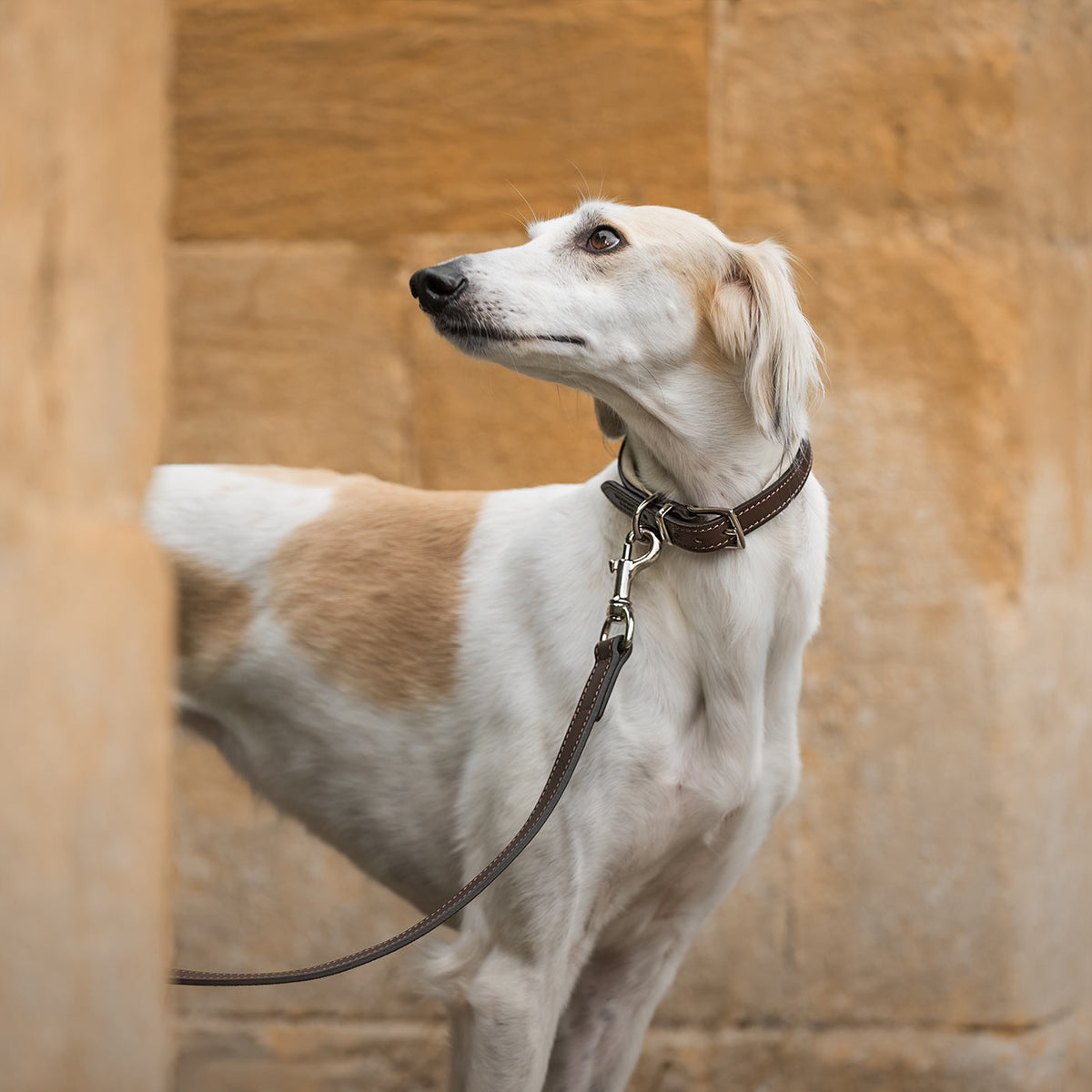 Italian Padded Leather Dog Lead in Brown & Cream, view 3