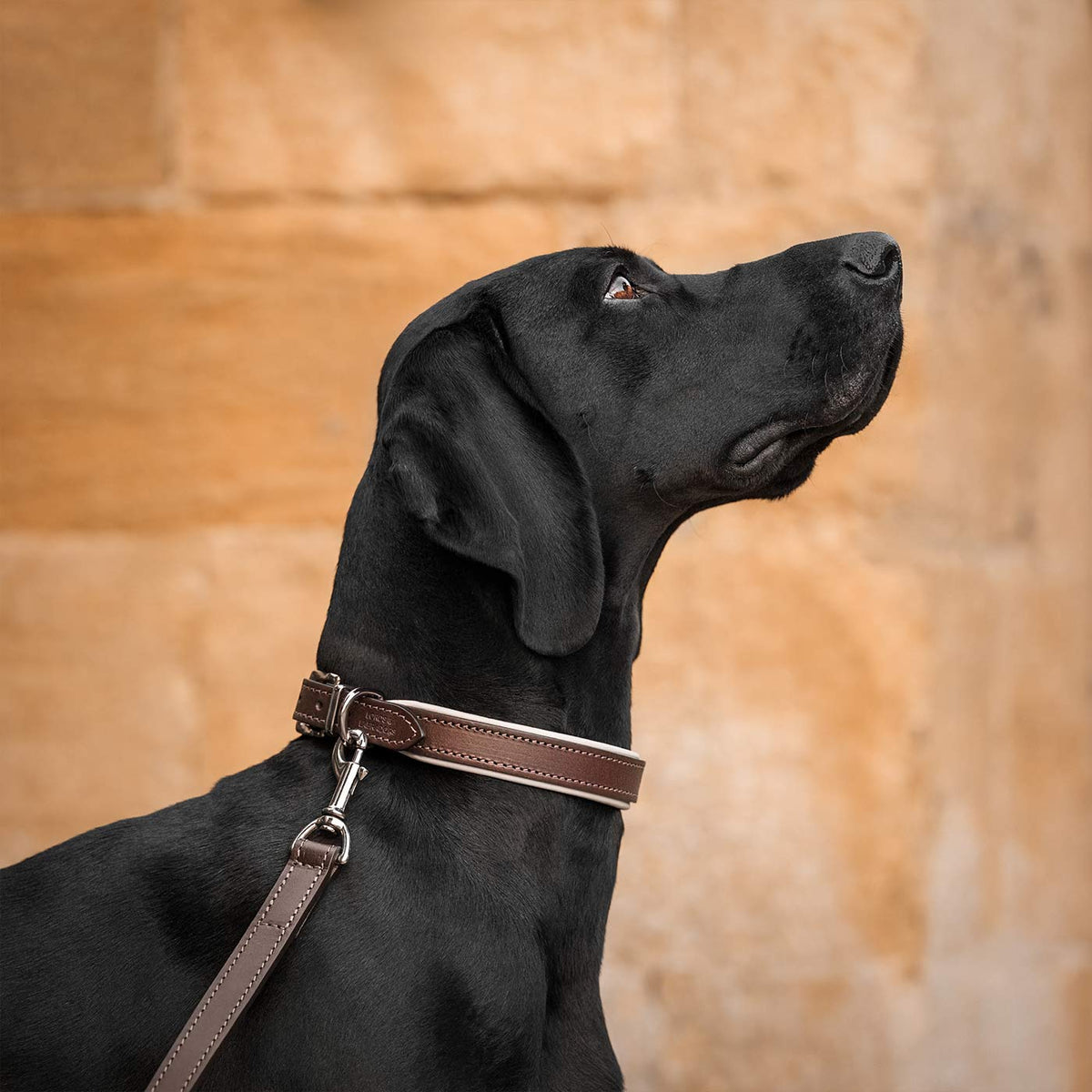 Italian Padded Leather Dog Lead in Brown & Cream, view 4