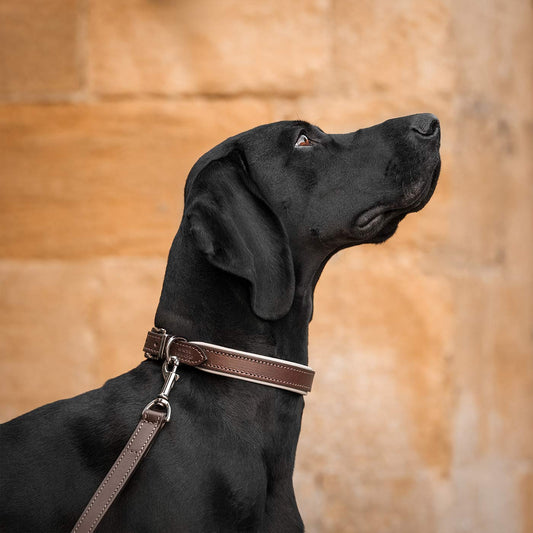 Italian Padded Leather Dog Collar in Brown & Cream