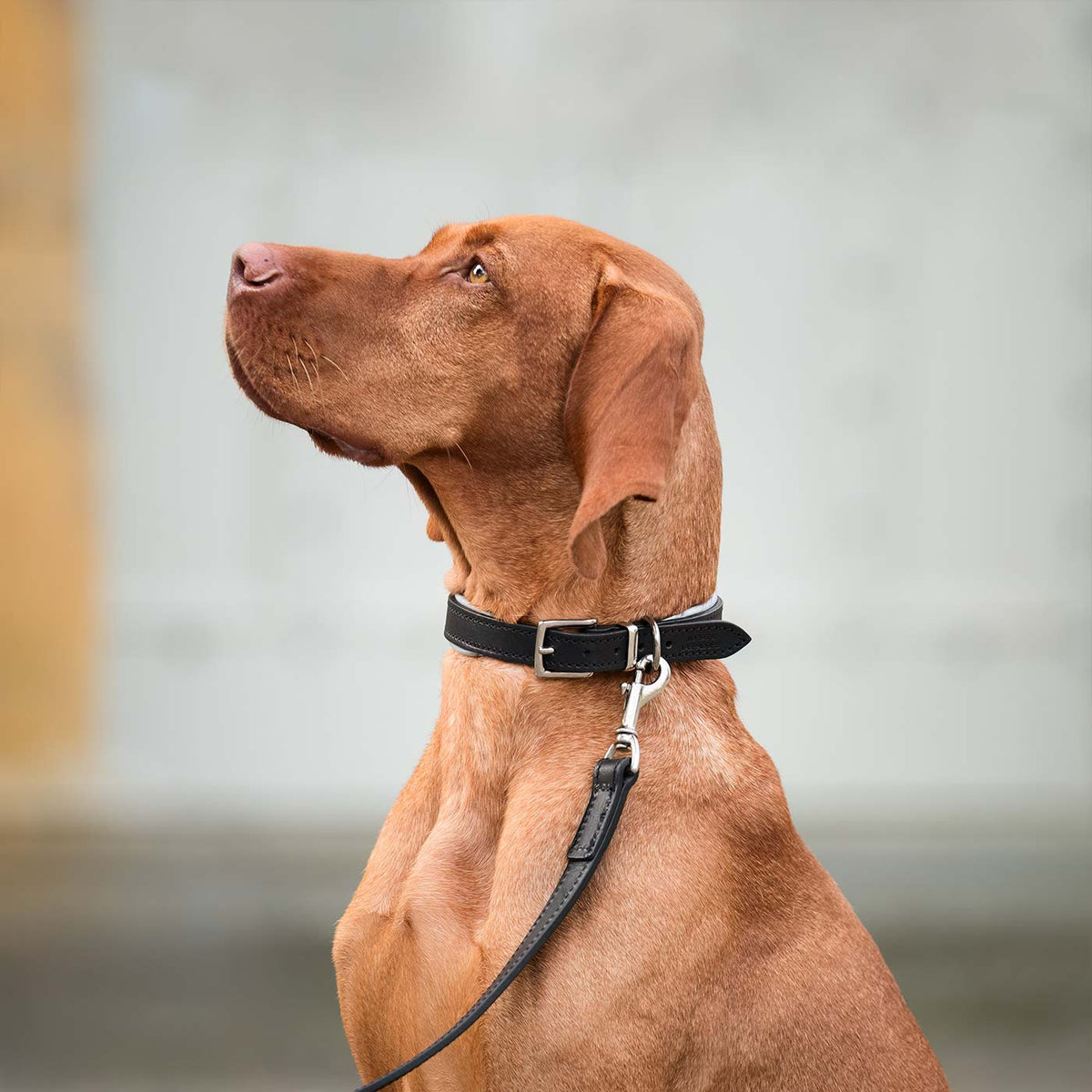 Italian Padded Leather Dog Collar in Black & Grey, view 3