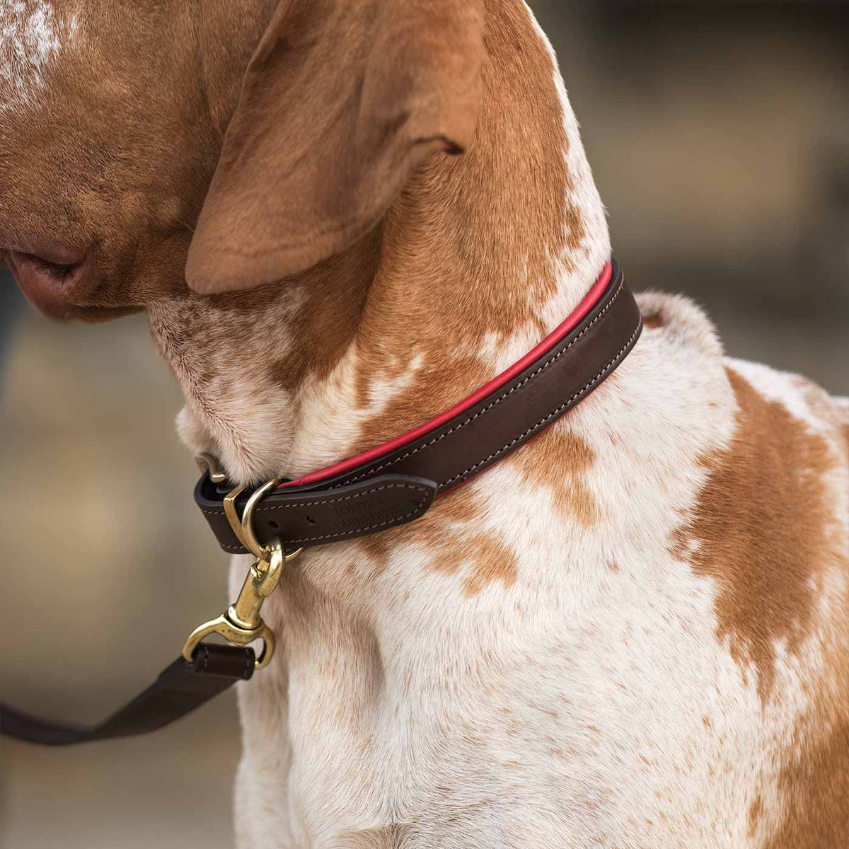 Italian Padded Leather Dog Collar in Brown & Red, view 3