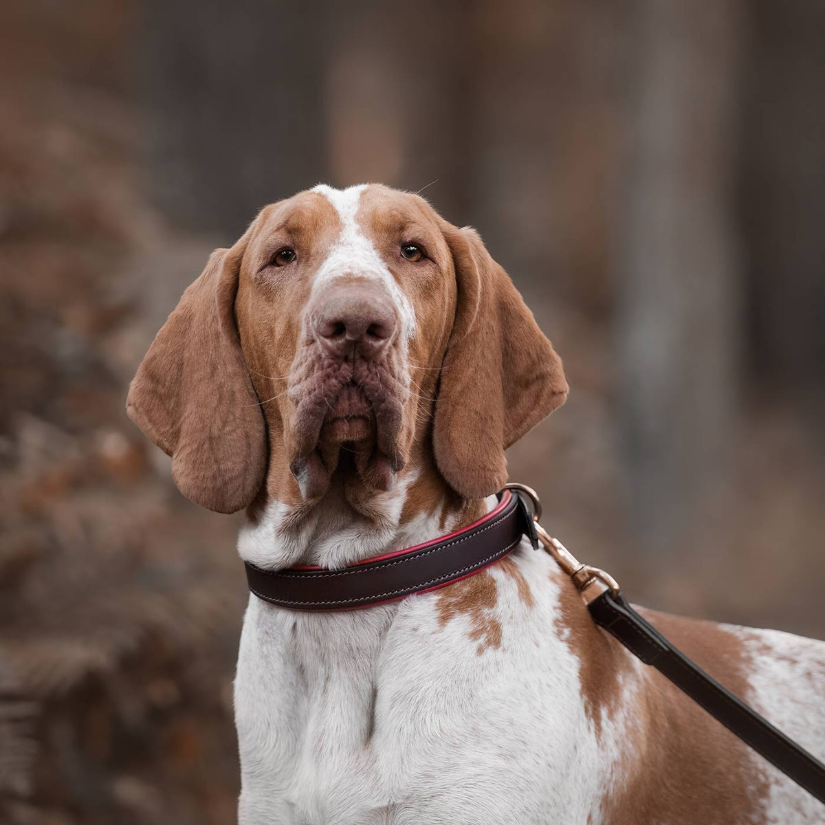Italian Padded Leather Dog Lead in Brown & Red