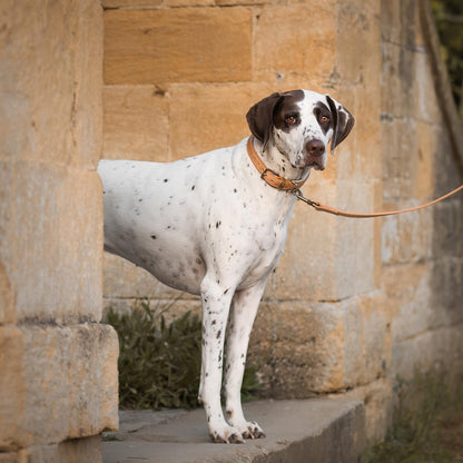 Italian Padded Leather Dog Lead in Tan & Cream