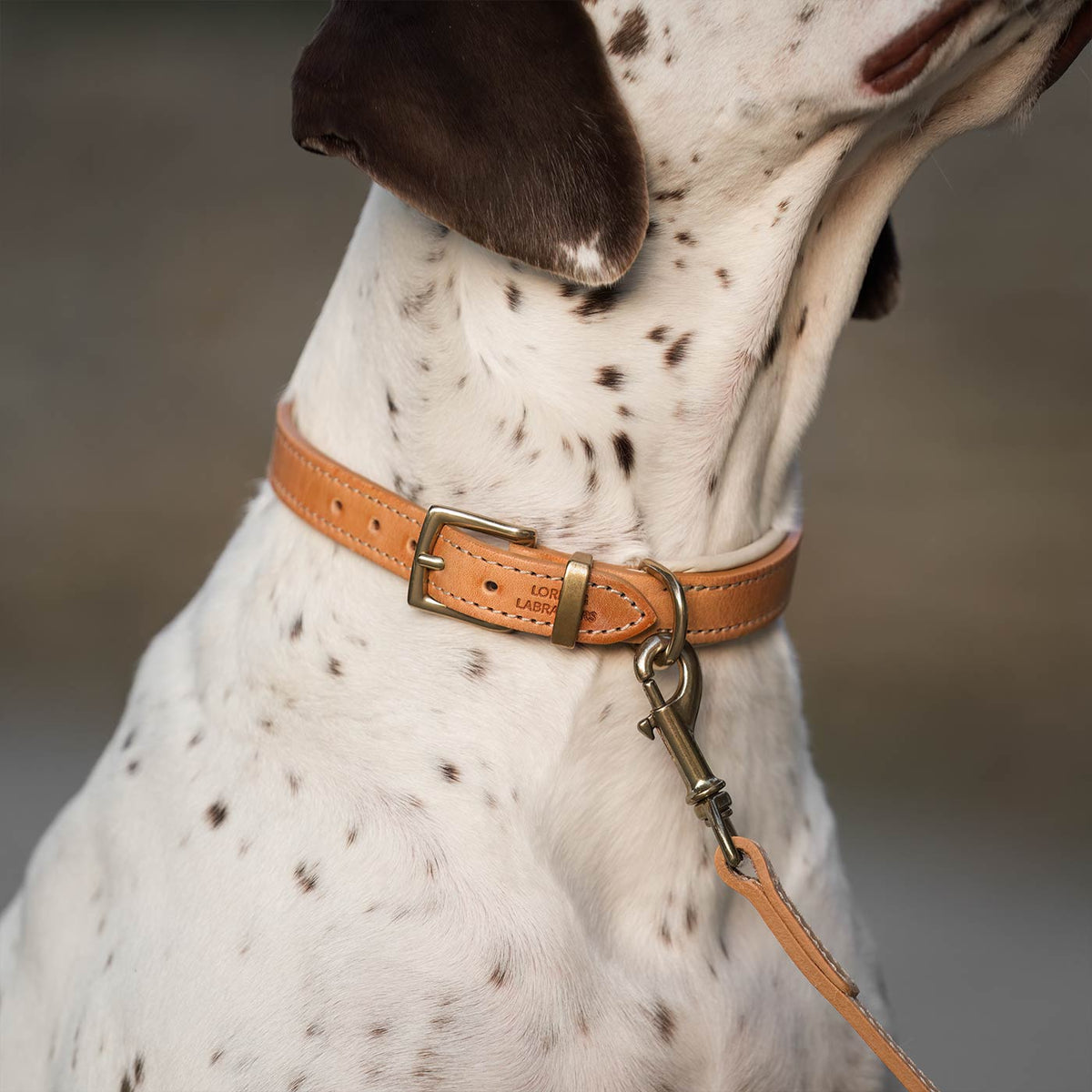 Italian Padded Leather Dog Lead in Tan & Cream, view 2