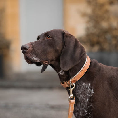 Italian Padded Leather Dog Collar in Tan & Cream, view 4