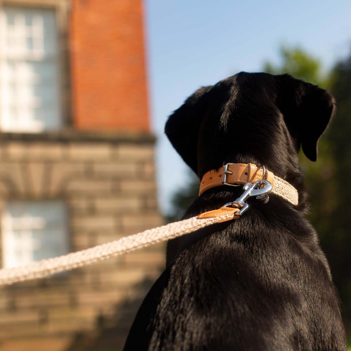 Essentials Herdwick Dog Collar in Pebble, view 7
