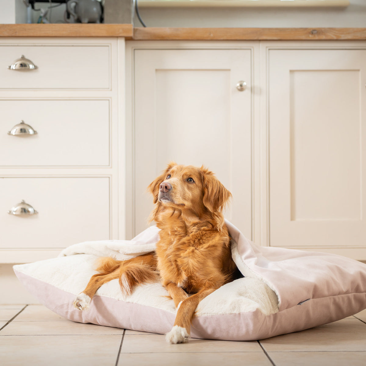 Sleepy Burrows Bed With Removable Cover In Blossom Velvet, view 3