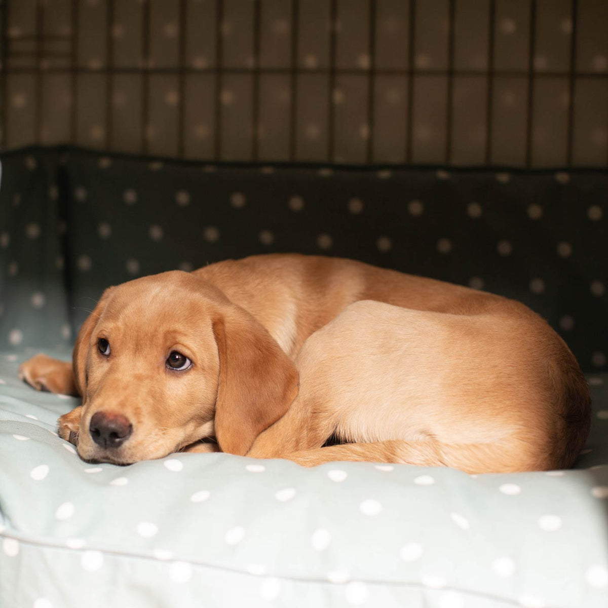 Dog Crate Set in Duck Egg Spot, view 14