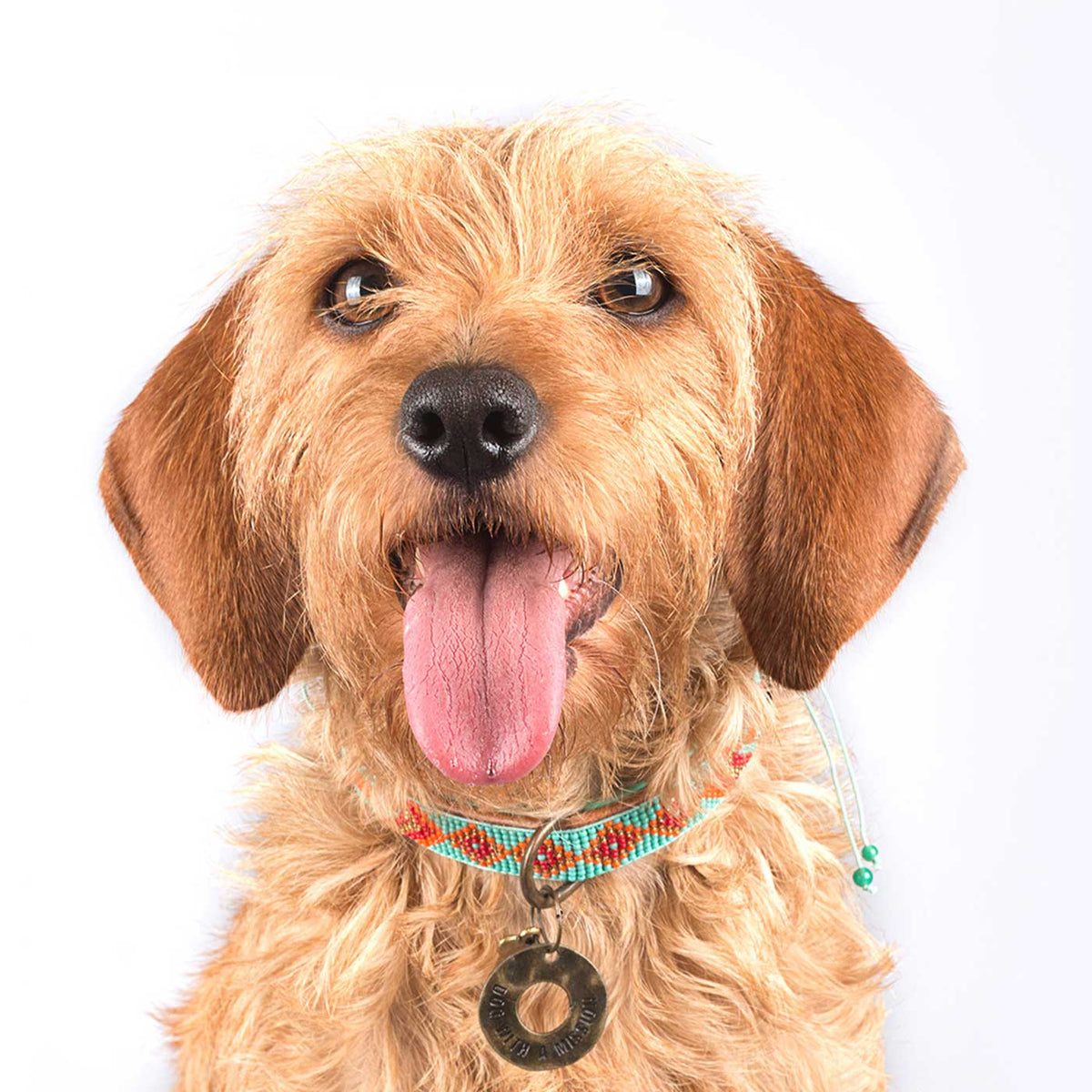 Paddy Lee Dog Collar by DWAM, view 2