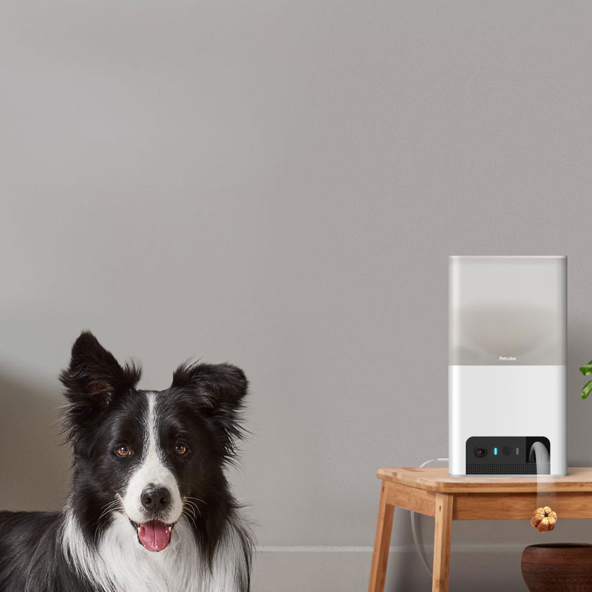 Petcube Bites 2 Lite Interactive Pet Camera With Treat Dispenser, view 2