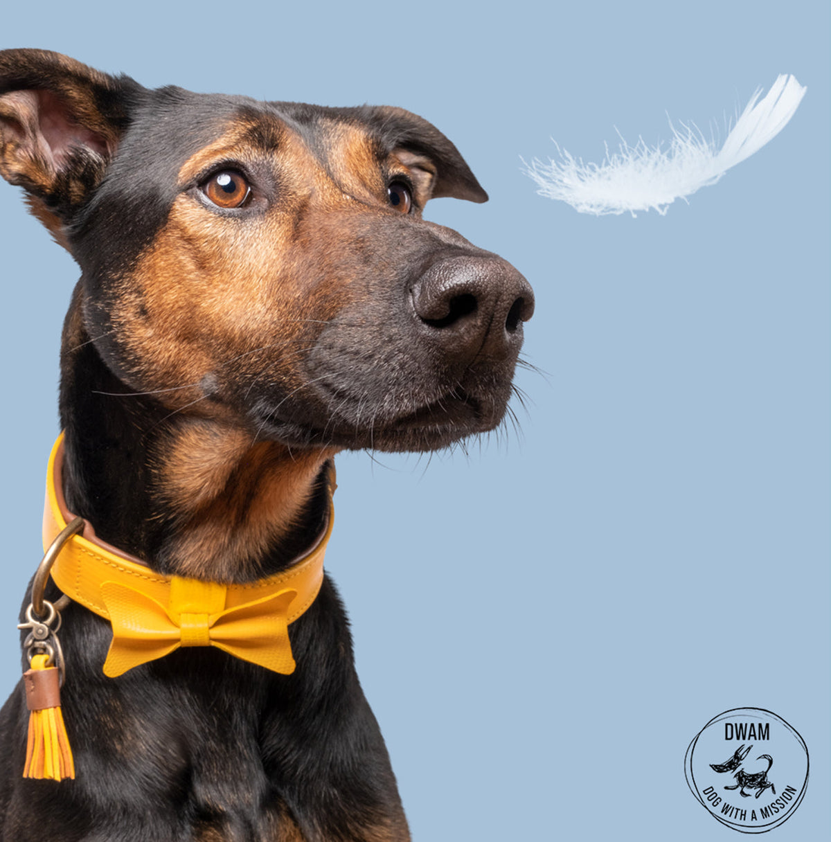 Bibi Dog Collar by DWAM, view 4