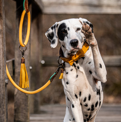 Bibi Dog Collar by DWAM, view 2
