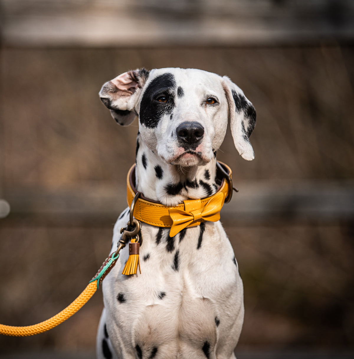 Bibi Dog Collar by DWAM, view 3