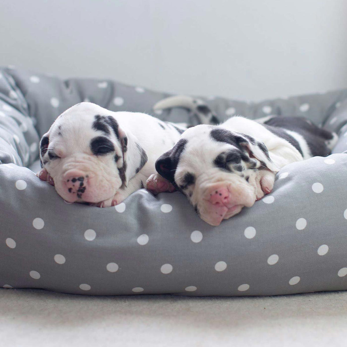 Box Bed With Removable Covers in Grey Spot, view 7