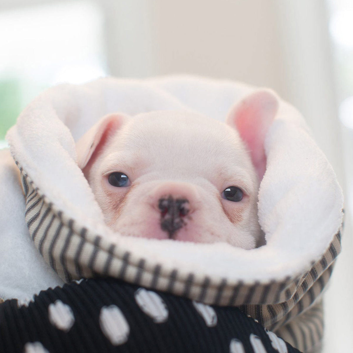 Dog & Puppy Blanket in Spots & Stripes, view 22