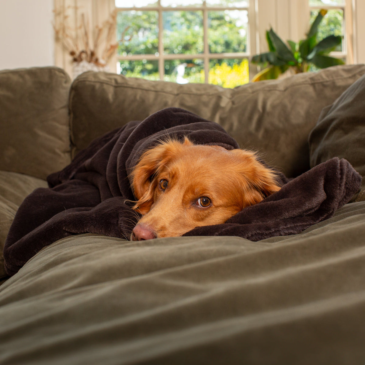 Dog & Puppy Blanket in Calming Anti-Anxiety Dusk Faux Fur