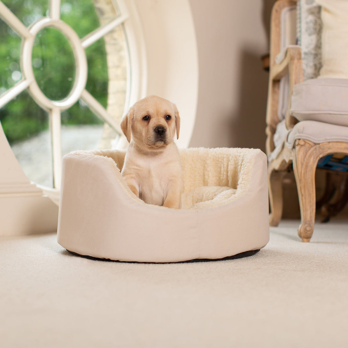 Grow With Me Puppy Bed in Cream, view 8