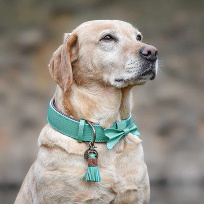 Boomer Dog Collar by DWAM, view 3