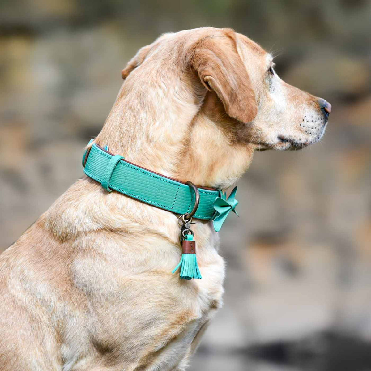 Boomer Dog Collar by DWAM, view 4