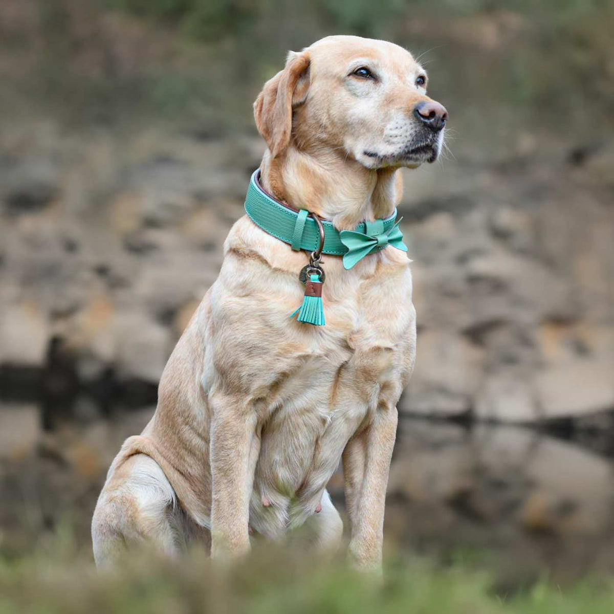 Boomer Dog Collar by DWAM, view 5