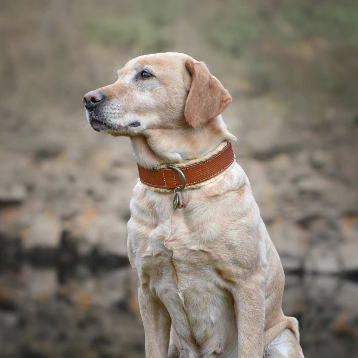 Teddy Dog Collar by DWAM, view 3