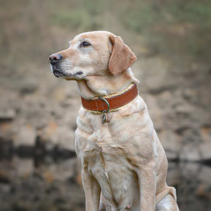 Teddy Dog Collar by DWAM, view 3