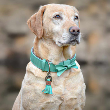 Boomer Dog Collar by DWAM, view 2