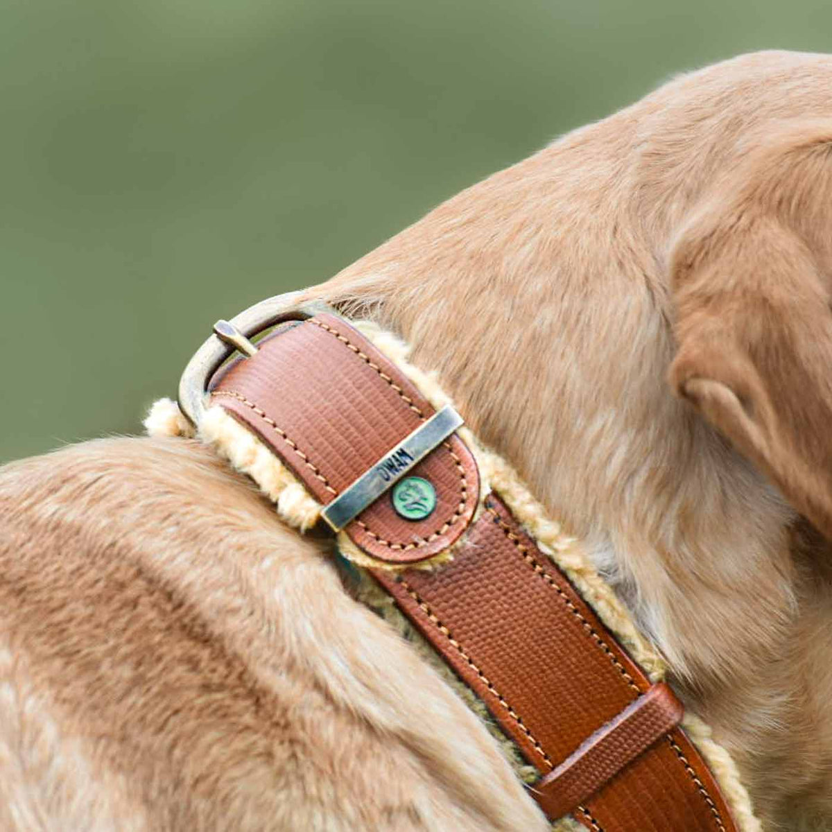 Teddy Dog Collar by DWAM, view 5